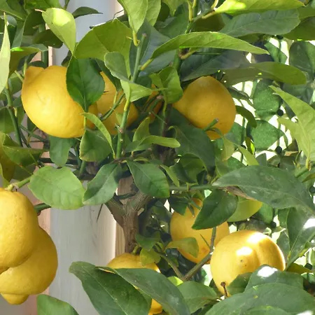 Appartamento Casa Sicana *